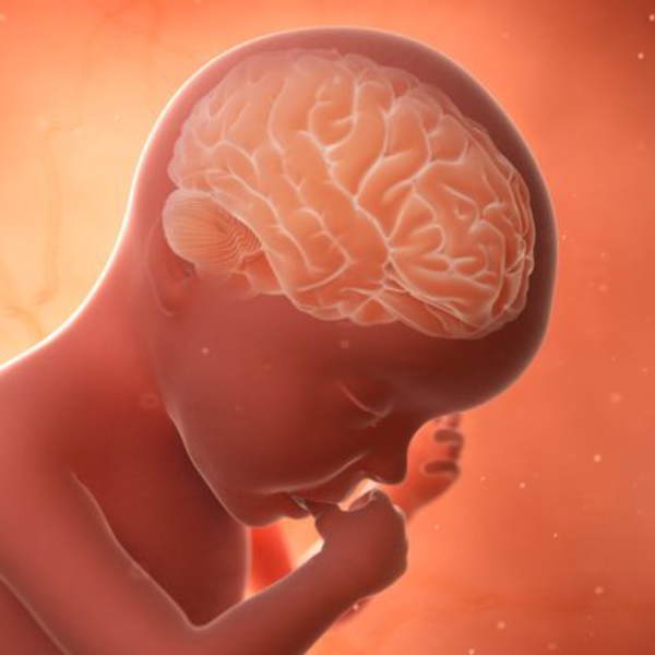 Nurturing Brilliance: The Wonders of Prenatal Brain Development